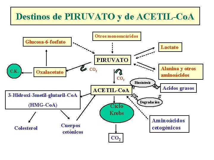 Destinos de PIRUVATO y de ACETIL-Co. A Otros monosacáridos Glucosa-6 -fosfato Lactato PIRUVATO C.