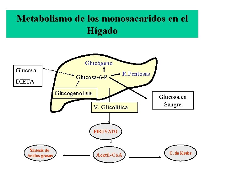 Metabolismo de los monosacaridos en el Hígado Glucógeno Glucosa DIETA Glucosa-6 -P R. Pentosas