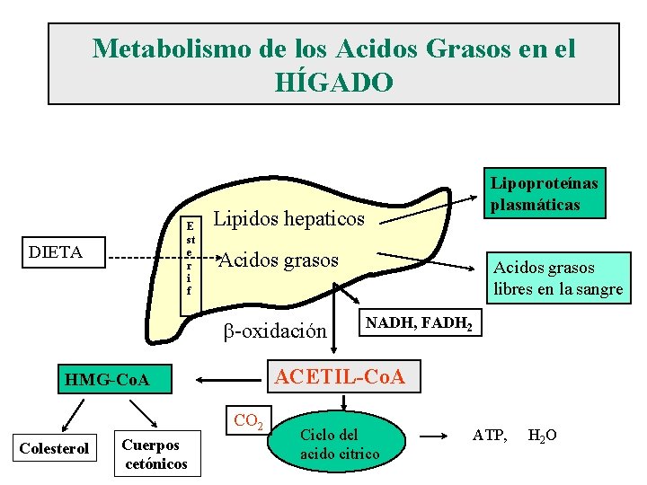 Metabolismo de los Acidos Grasos en el HÍGADO E st e r i f