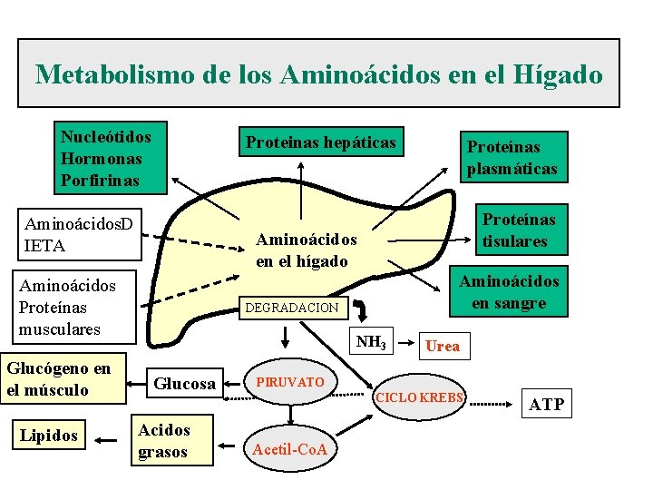 Metabolismo de los Aminoácidos en el Hígado Nucleótidos Hormonas Porfirinas Proteinas hepáticas Aminoácidos. D