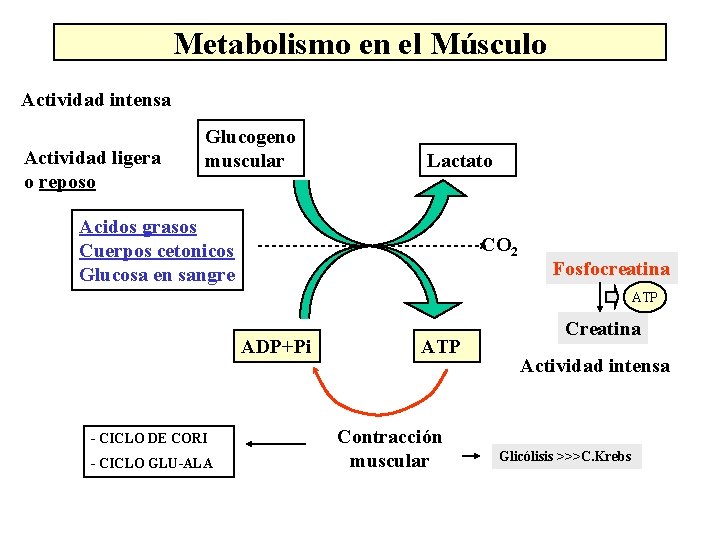 Metabolismo en el Músculo Actividad intensa Actividad ligera o reposo Glucogeno muscular Lactato Acidos