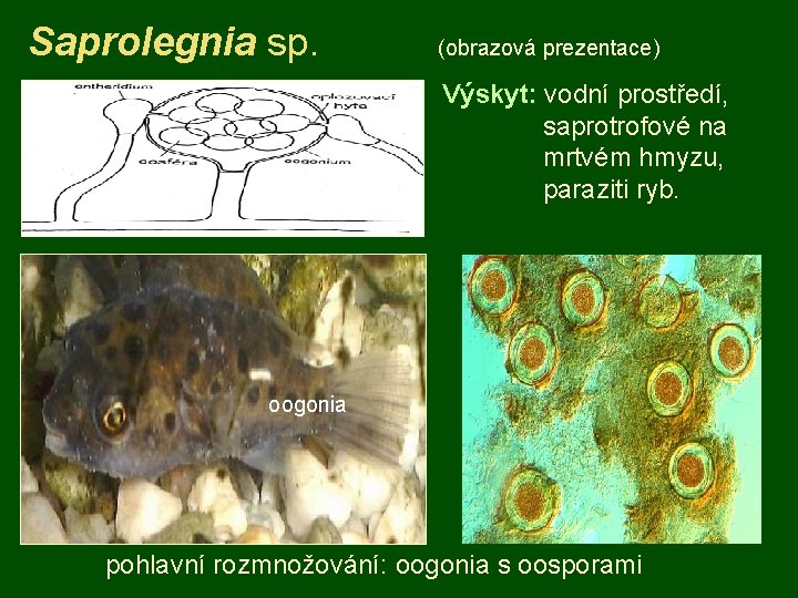 Saprolegnia sp. (obrazová prezentace) Výskyt: vodní prostředí, saprotrofové na mrtvém hmyzu, paraziti ryb. oogonia