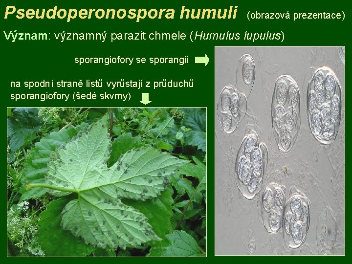 Pseudoperonospora humuli (obrazová prezentace) Význam: významný parazit chmele (Humulus lupulus) sporangiofory se sporangii na
