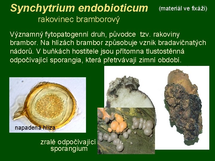 Synchytrium endobioticum (materiál ve fixáži) rakovinec bramborový Významný fytopatogenní druh, původce tzv. rakoviny brambor.