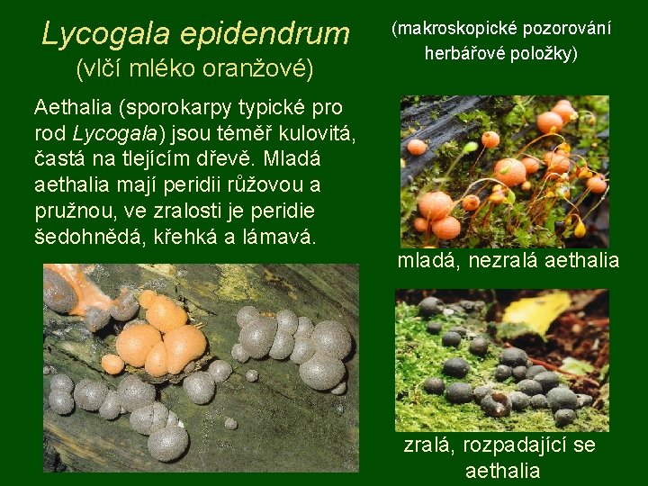 Lycogala epidendrum (vlčí mléko oranžové) Aethalia (sporokarpy typické pro rod Lycogala) jsou téměř kulovitá,