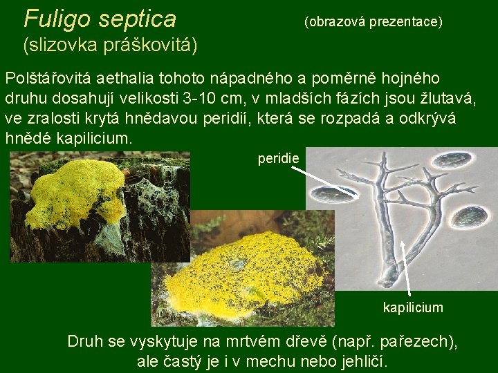 Fuligo septica (obrazová prezentace) (slizovka práškovitá) Polštářovitá aethalia tohoto nápadného a poměrně hojného druhu