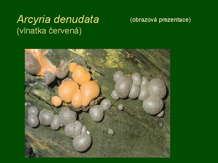 Arcyria denudata (vlnatka červená) (obrazová prezentace) 