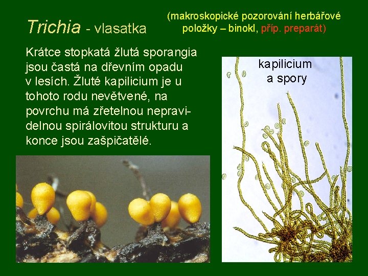Trichia - vlasatka (makroskopické pozorování herbářové položky – binokl, příp. preparát) Krátce stopkatá žlutá