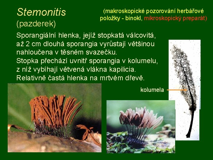 Stemonitis (pazderek) (makroskopické pozorování herbářové položky - binokl, mikroskopický preparát) Sporangiální hlenka, jejíž stopkatá