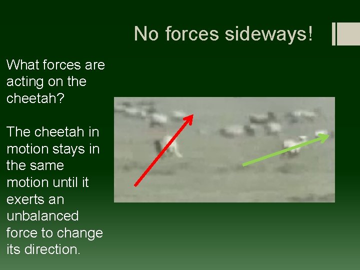 No forces sideways! What forces are acting on the cheetah? The cheetah in motion