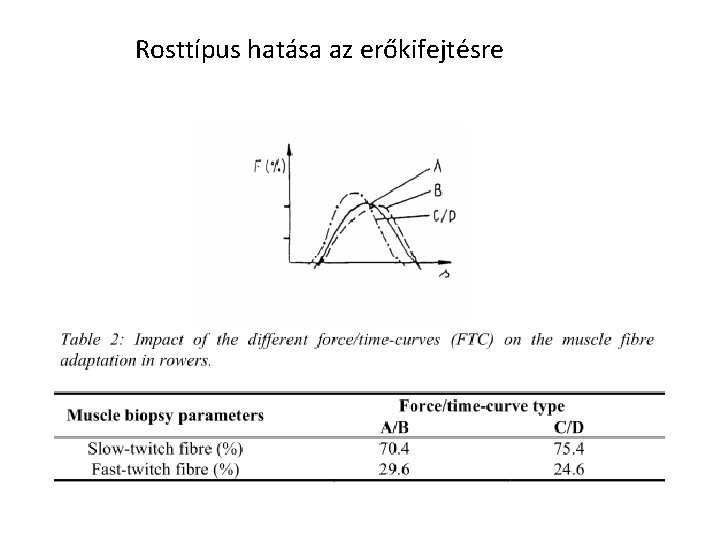 Rosttípus hatása az erőkifejtésre 