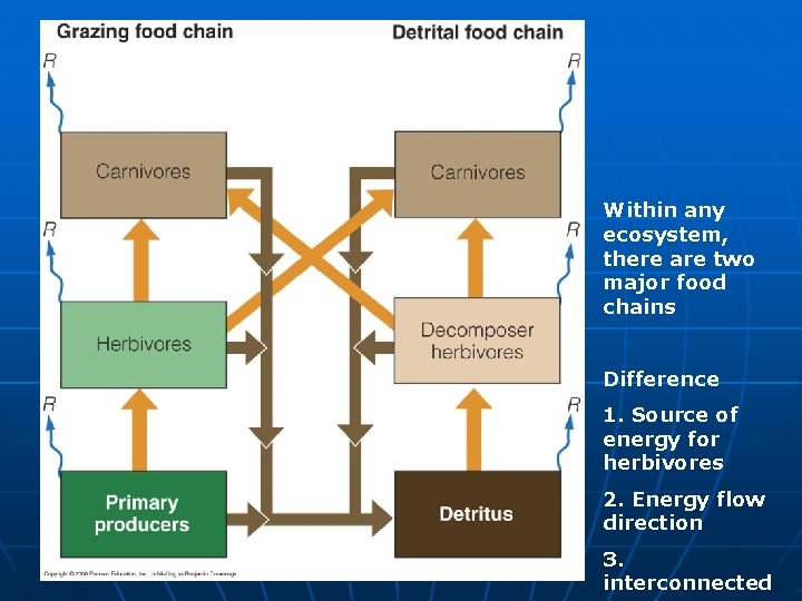 Within any ecosystem, there are two major food chains Difference 1. Source of energy
