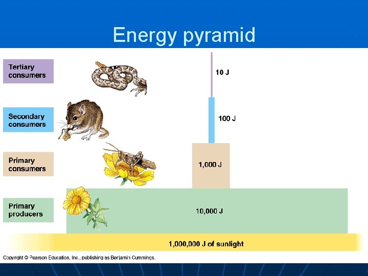 Energy pyramid 