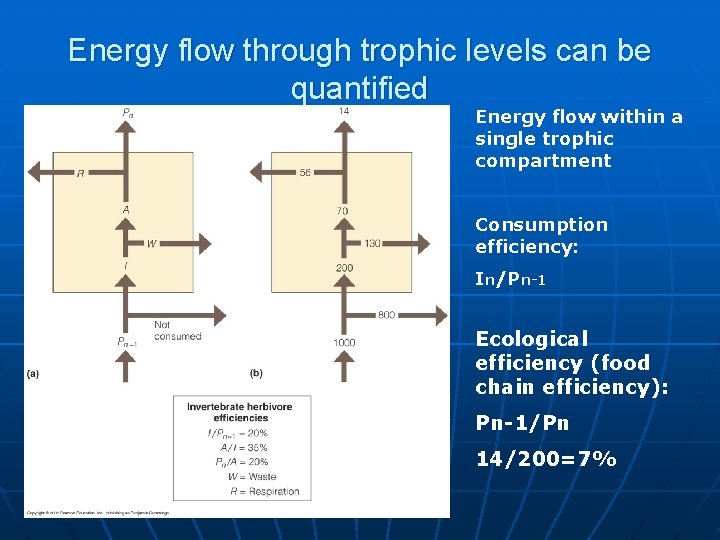 Energy flow through trophic levels can be quantified Energy flow within a single trophic