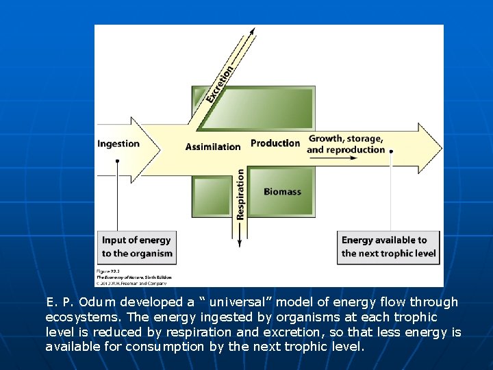 E. P. Odum developed a “ universal” model of energy flow through ecosystems. The