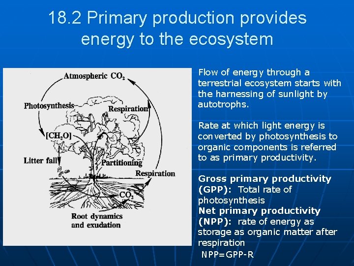 18. 2 Primary production provides energy to the ecosystem Flow of energy through a