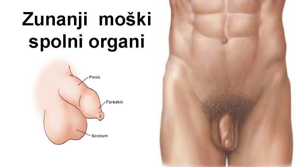 Zunanji moški spolni organi 