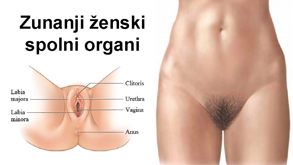 Zunanji ženski spolni organi 