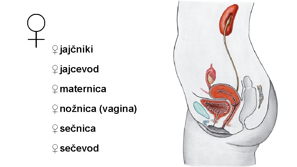 ♀ ♀ jajčniki ♀ jajcevod ♀ maternica ♀ nožnica (vagina) ♀ sečnica ♀ sečevod