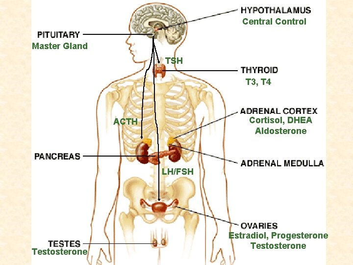 Central Control Master Gland TSH T 3, T 4 Cortisol, DHEA Aldosterone ACTH LH/FSH