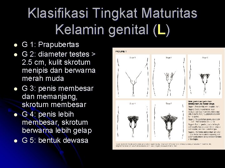 Klasifikasi Tingkat Maturitas Kelamin genital (L) l l l G 1: Prapubertas G 2: