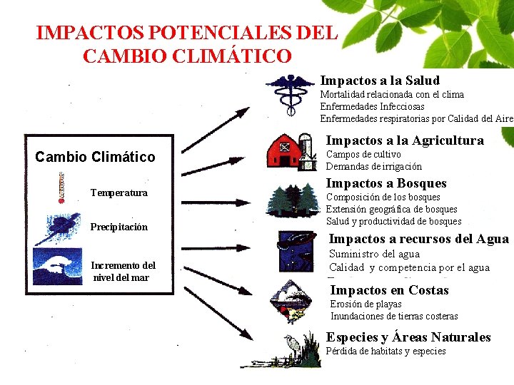 IMPACTOS POTENCIALES DEL CAMBIO CLIMÁTICO Impactos a la Salud Mortalidad relacionada con el clima