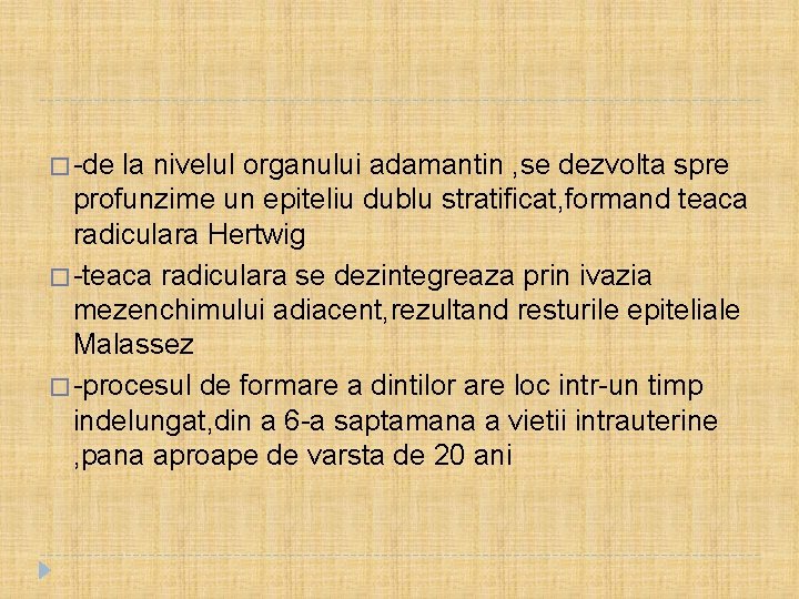 � -de la nivelul organului adamantin , se dezvolta spre profunzime un epiteliu dublu