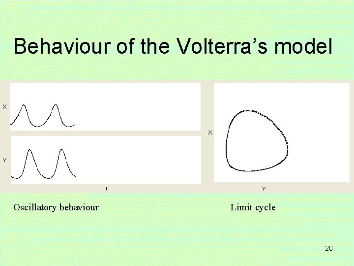 Behaviour of the Volterra’s model Oscillatory behaviour Limit cycle 20 