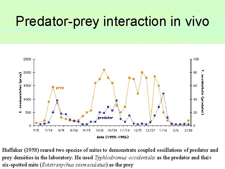 Predator-prey interaction in vivo Huffaker (1958) reared two species of mites to demonstrate coupled