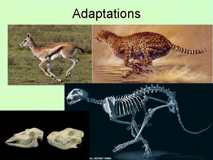 Adaptations 32 