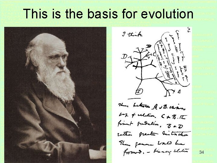 This is the basis for evolution 34 