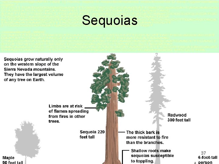 Sequoias 37 