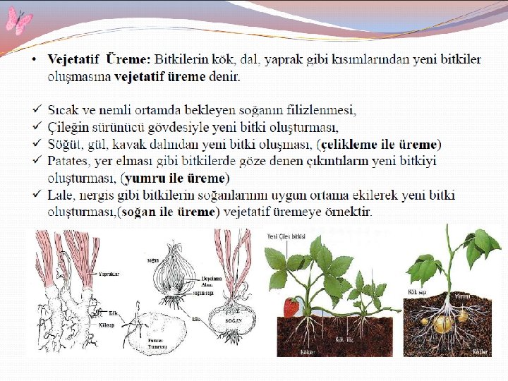 q. EŞEYSİZ ÜREME ÇEŞİTLERİ a) Çelikle üreme: Kavak, söğüt, gül, üzüm vb. bitkilerden alınan