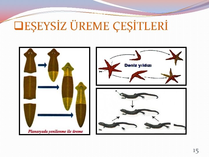 q. EŞEYSİZ ÜREME ÇEŞİTLERİ 15 