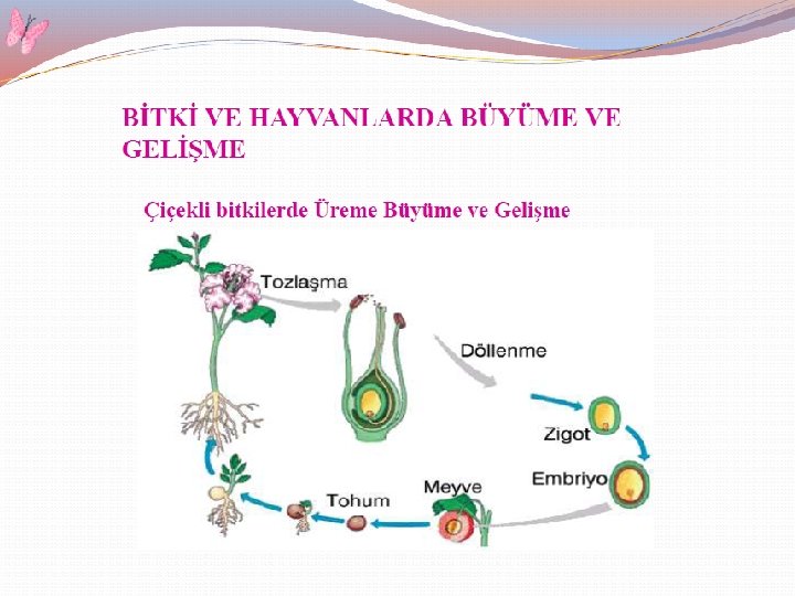 q EŞEYSİZ ÜREME ÇEŞİTLERİ 5) Rejenerasyon(Yenilenme): Canlı organizmanın, bazı doku ve hücrelerinin yenilenmesi ve