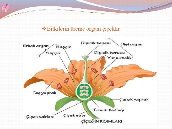 q. ETKİNLİK § Aşağıda eşeysiz üreme ilgili örnekler verilmiştir. Bu örneklerin karşılığı olan üreme