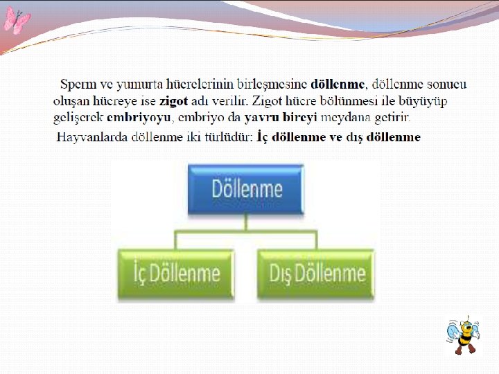 q EŞEYSİZ ÜREME ÇEŞİTLERİ 2) Tomurcuklanma ile Üreme: Ana canlı üzerinde oluşan küçük bir