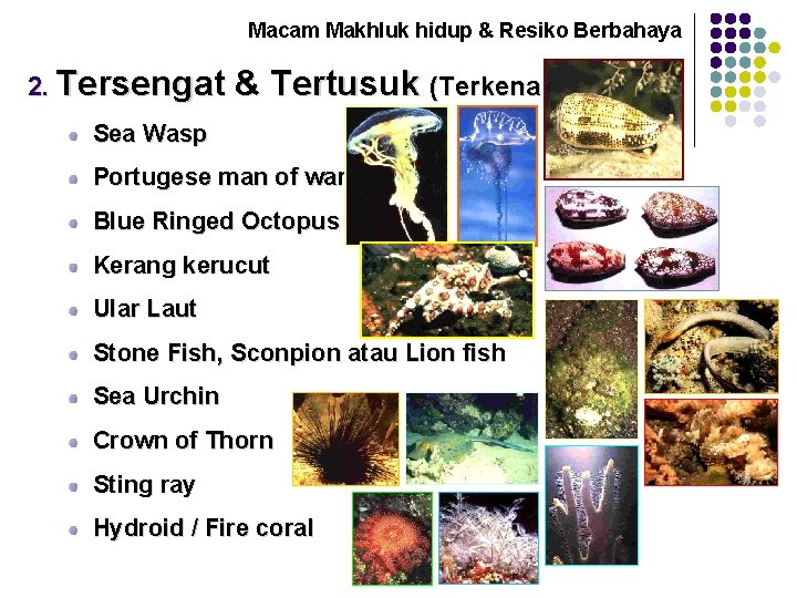 Macam Makhluk hidup & Resiko Berbahaya 2. Tersengat & Tertusuk (Terkena bisa) Sea Wasp