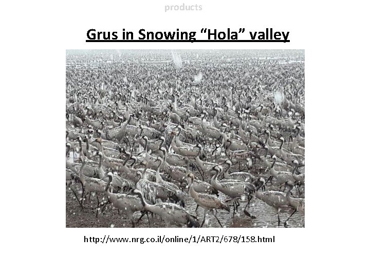 products Grus in Snowing “Hola” valley http: //www. nrg. co. il/online/1/ART 2/678/158. html 