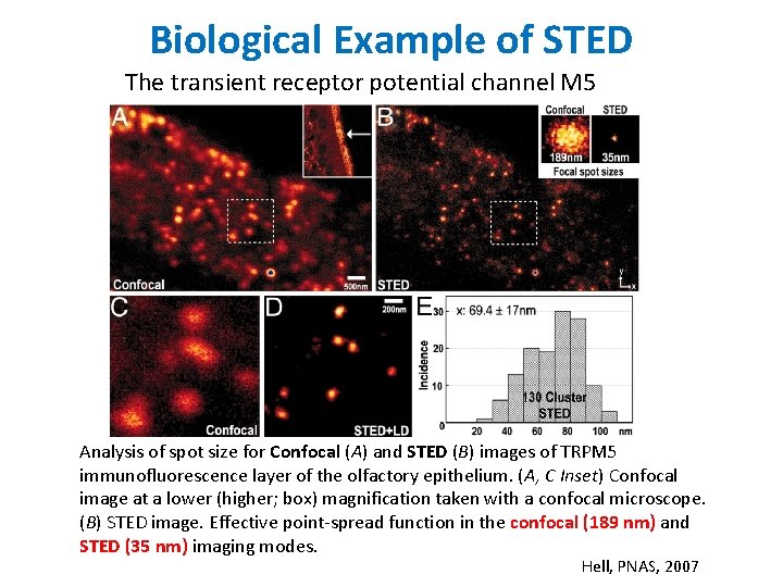 Biological Example of STED The transient receptor potential channel M 5 Analysis of spot
