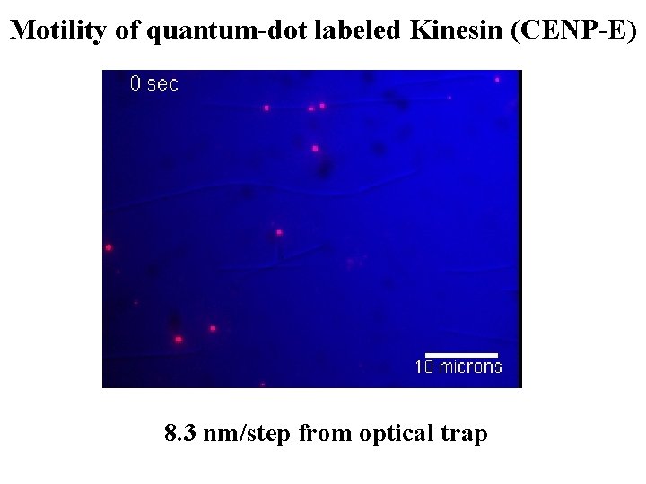 Motility of quantum-dot labeled Kinesin (CENP-E) Streptavidin Quantum Dot Streptavidin conjugate Six-histidine tag Axoneme