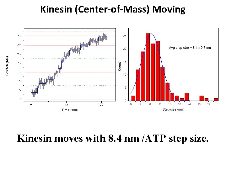 Kinesin (Center-of-Mass) Moving Kinesin moves with 8. 4 nm /ATP step size. 