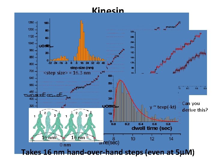 Kinesin <step size> = 16. 3 nm y ~ texp(-kt) 16 nm Can you