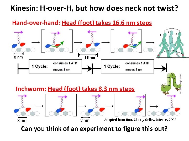 Kinesin: H-over-H, but how does neck not twist? Hand-over-hand: Head (foot) takes 16. 6