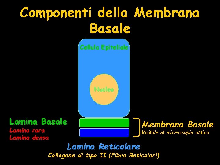 Componenti della Membrana Basale Cellula Epiteliale Nucleo Lamina Basale Lamina rara Lamina densa Membrana