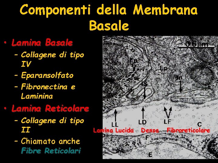 Componenti della Membrana Basale • Lamina Basale – Collagene di tipo IV – Eparansolfato