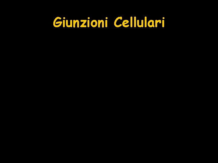 Giunzioni Cellulari 