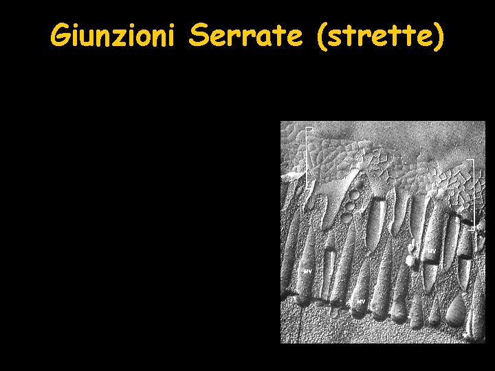 Giunzioni Serrate (strette) 