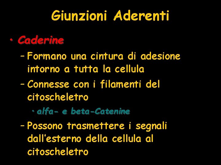 Giunzioni Aderenti • Caderine – Formano una cintura di adesione intorno a tutta la