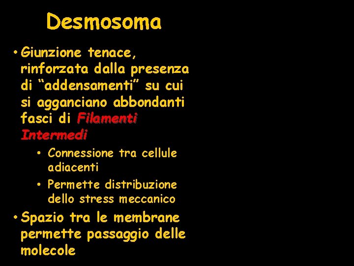 Desmosoma • Giunzione tenace, rinforzata dalla presenza di “addensamenti” su cui si agganciano abbondanti